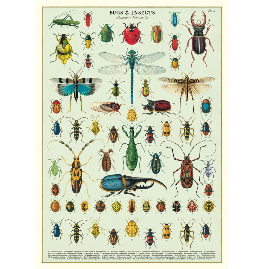 vintage-style poster - bugs & insects