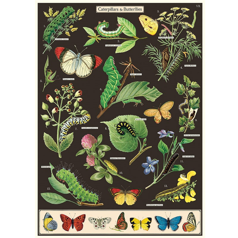 vintage-style poster - caterpillars & butterflies
