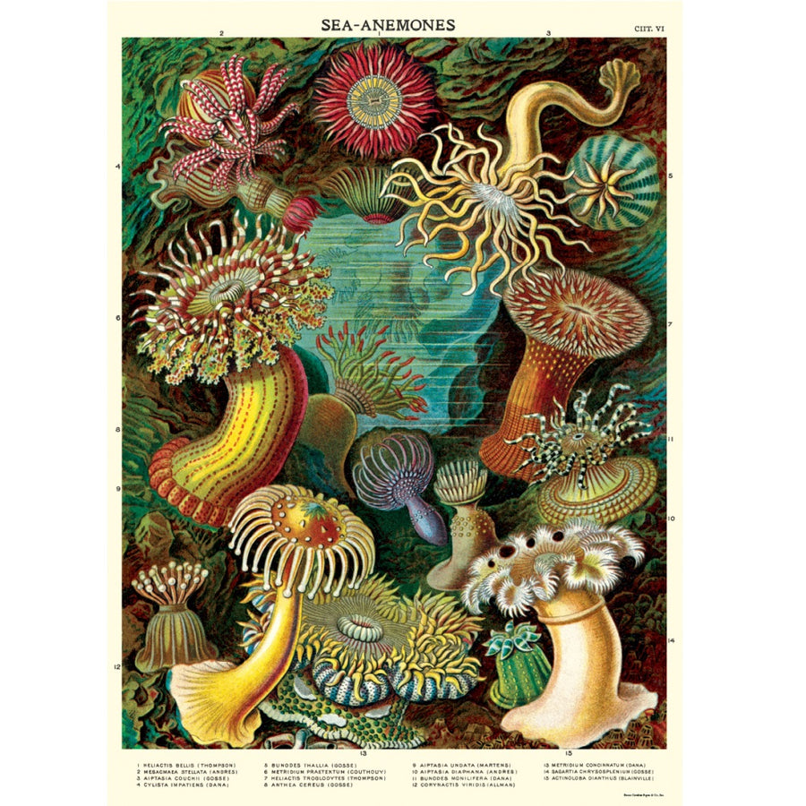 vintage-style poster - sea anemone