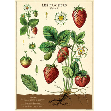 vintage-style poster - strawberry