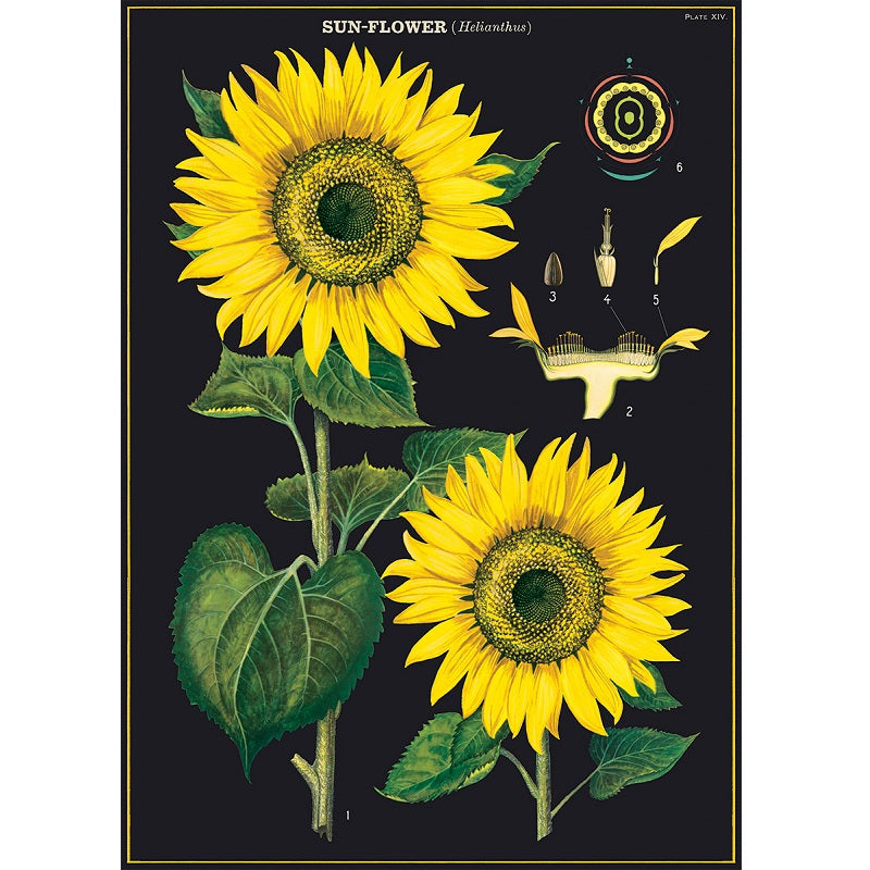vintage-style poster - sunflower
