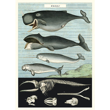 vintage-style poster - whales