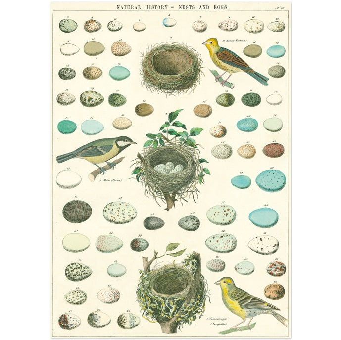 vintage-style poster - birds and nests