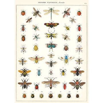 vintage-style poster - insect