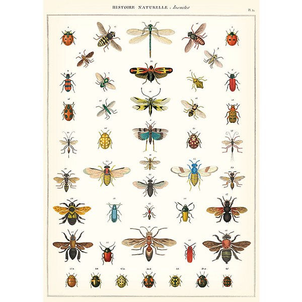 vintage-style poster - insect