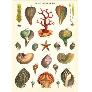 vintage-style poster - shells