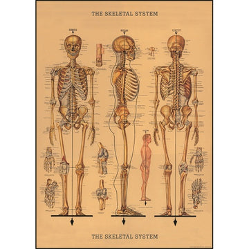 vintage-style poster - skeleton