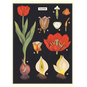 vintage-style poster - tulip
