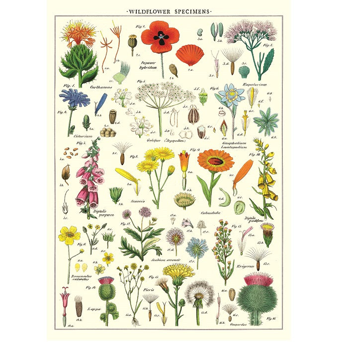 vintage-style poster - wildflowers