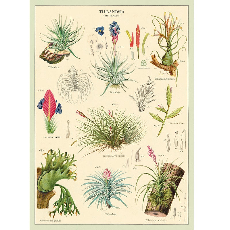 vintage-style poster - air plants