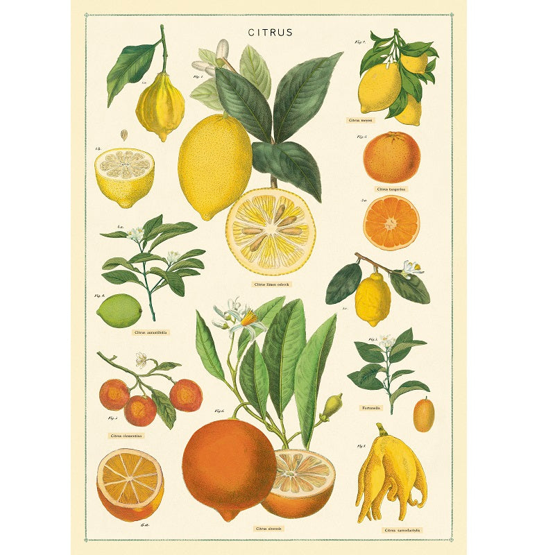 vintage-style poster - citrus