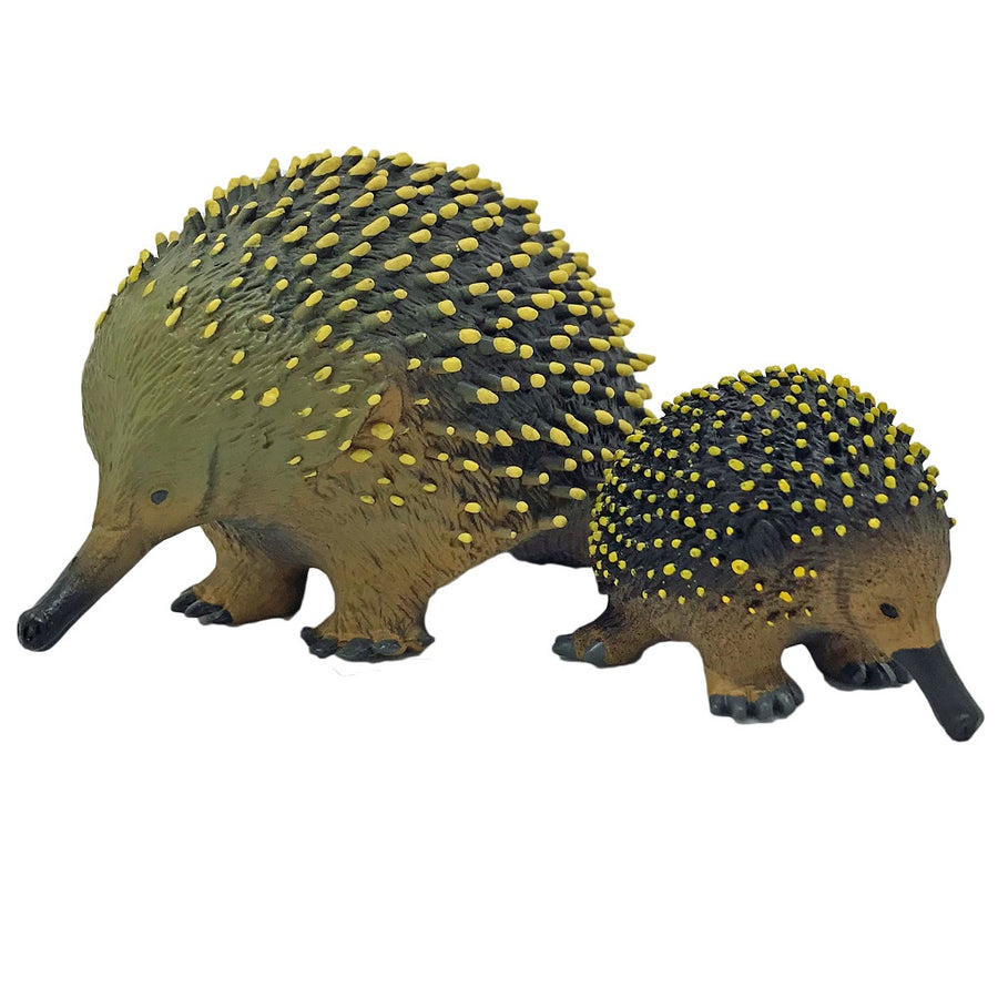 large echidna