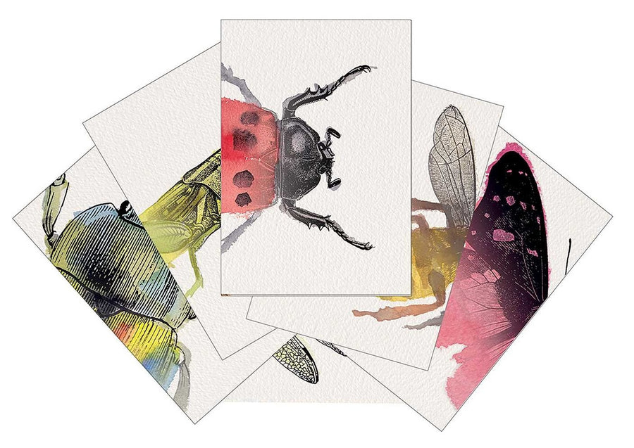 heads and tails insect match-it cards