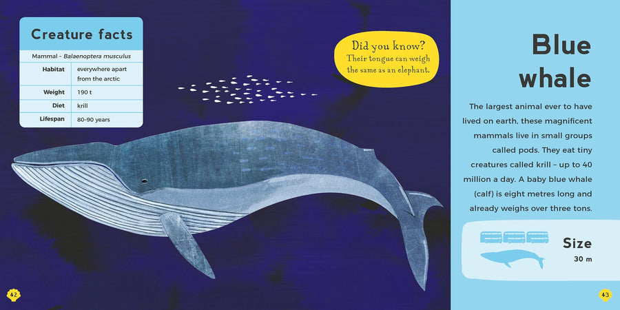 my first book of sea creatures