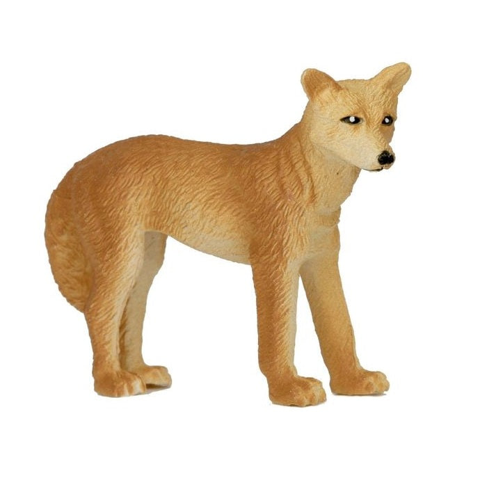small dingo