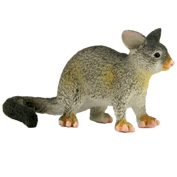 small possum