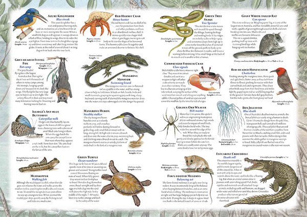 the australian animal atlas – The Small Folk