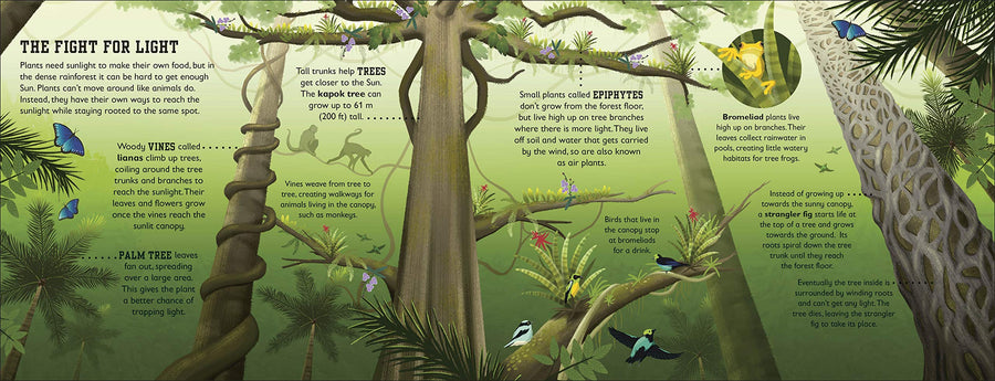the rainforest book